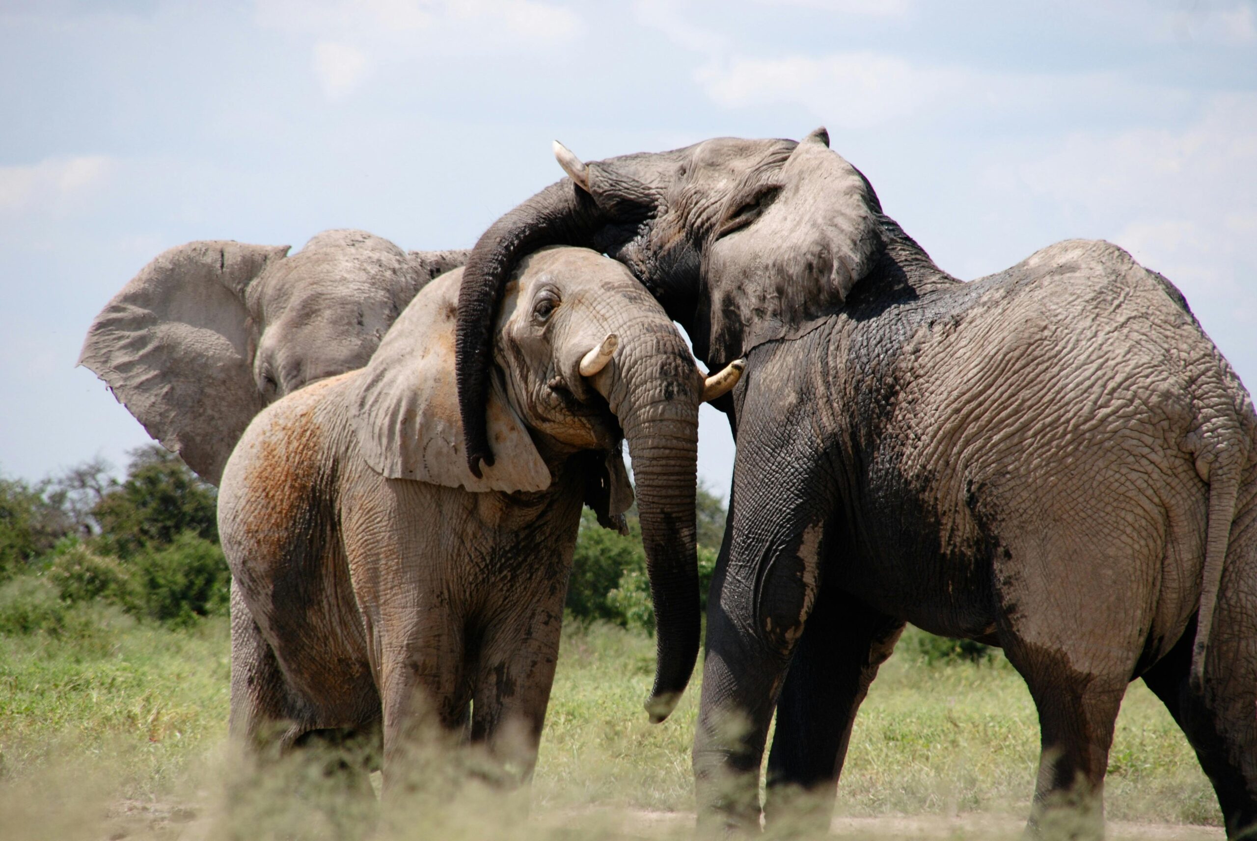 elephants in the nature