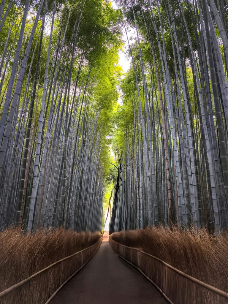 Arashiyama Bamboo Forest