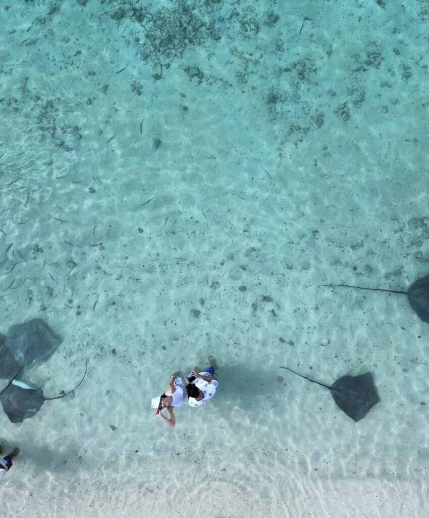 maldives stingray on beach