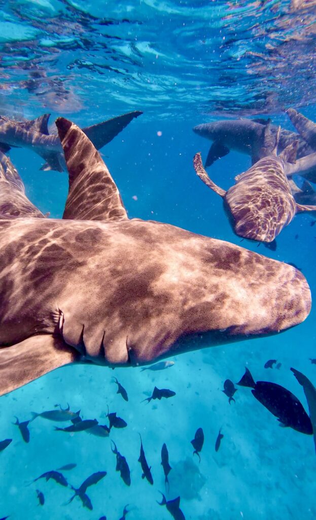 Swimming with sharks, Maldives