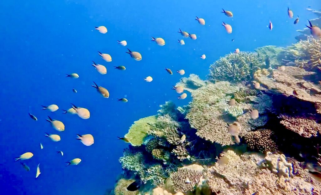 Maafushi Island Excursion - turtle watching