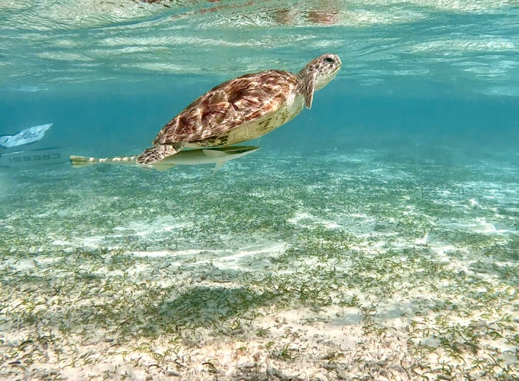 Maafushi Island Excursion - turtle watching