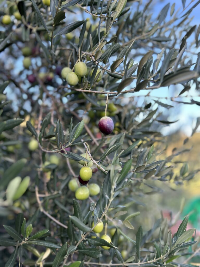 olives Croatia